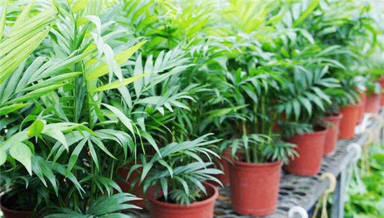 袖珍椰子的温度管控