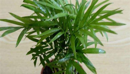 袖珍椰子如何浇水