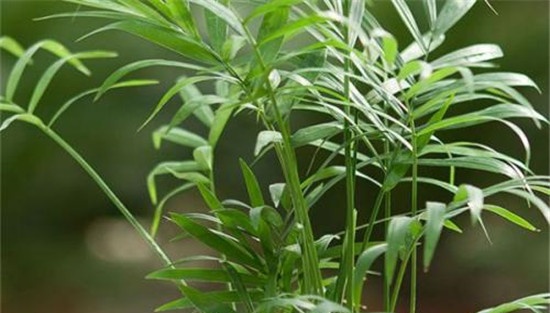 袖珍椰子施肥要点