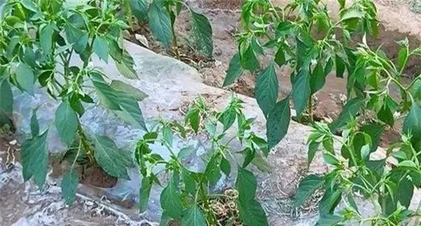 辣椒科学用肥的原则