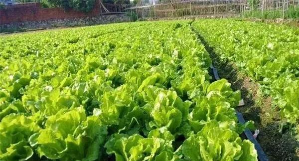 如何根据蔬菜类型合理施肥
