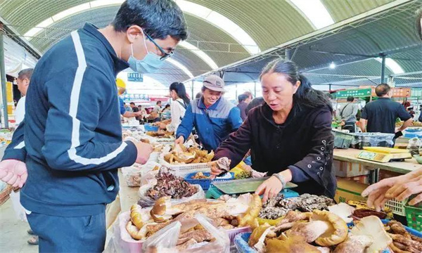 如何选购食用菌