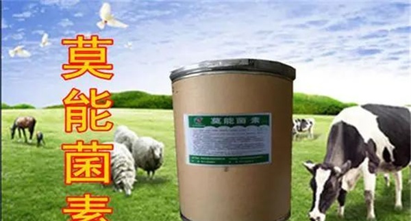 莫能菌素