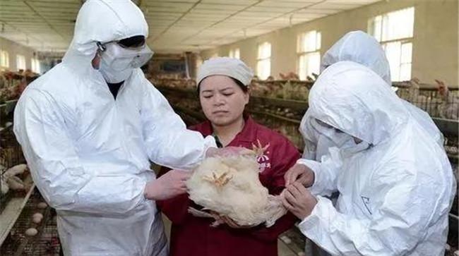 家禽常用个体接种免疫方法