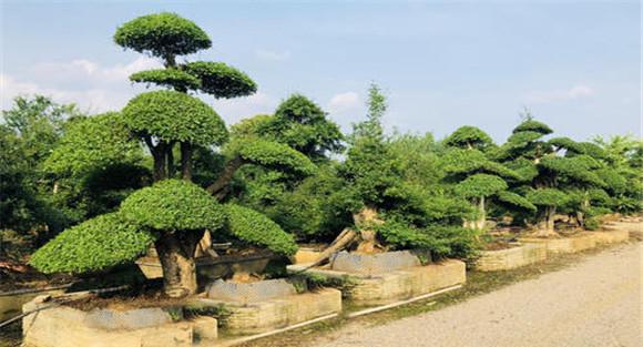 对节白蜡的养护与管理