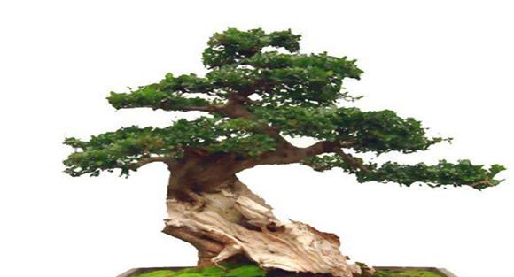 白蜡种植管理方法