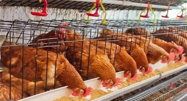 鸡饲料如何添加油脂