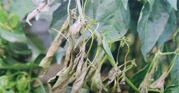 辣椒绵疫病用什么药