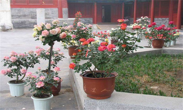 盆栽施肥