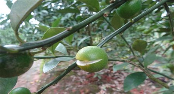脐橙裂果