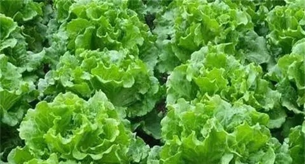 蔬菜的分类施肥