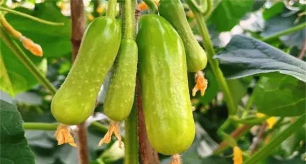 果菜类蔬菜