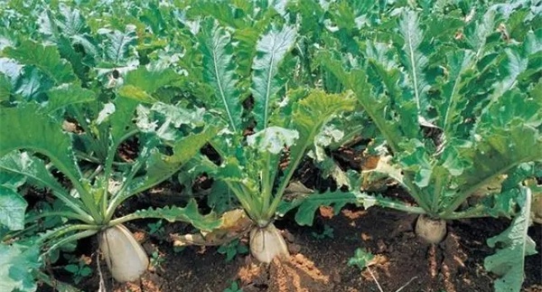 根菜类蔬菜