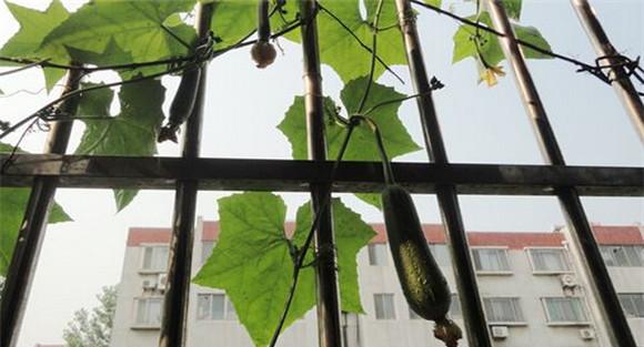 阳台丝瓜种植方法