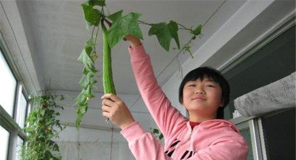 阳台丝瓜要及时采收