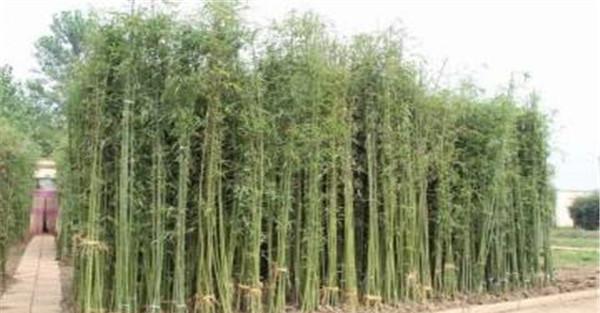 移栽毛竹