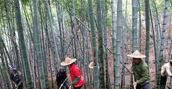 毛竹种植