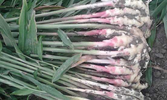 生姜种植方法