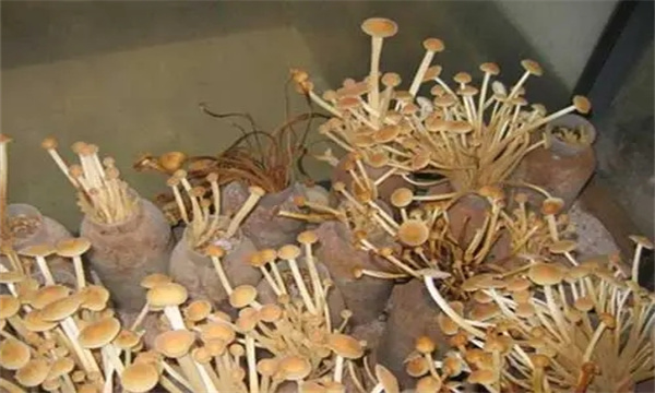 如何防治金针菇细菌性斑点病