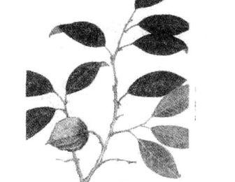 槟榔的功效与作用
