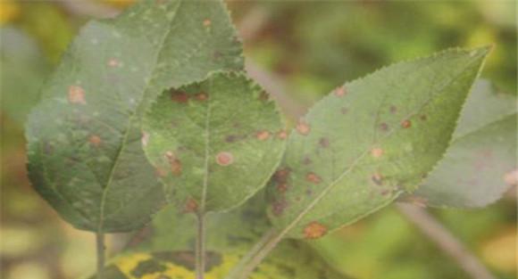 苹果斑点落叶病症状