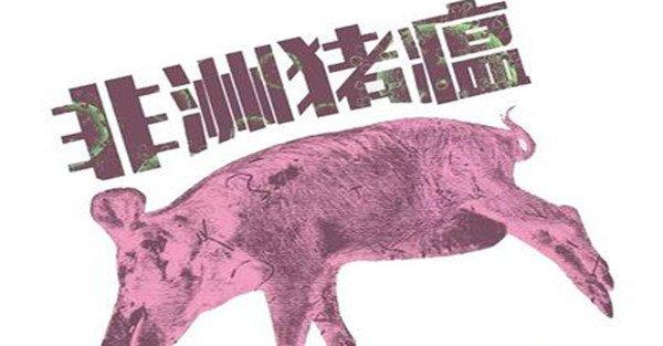 非洲猪瘟什么症状