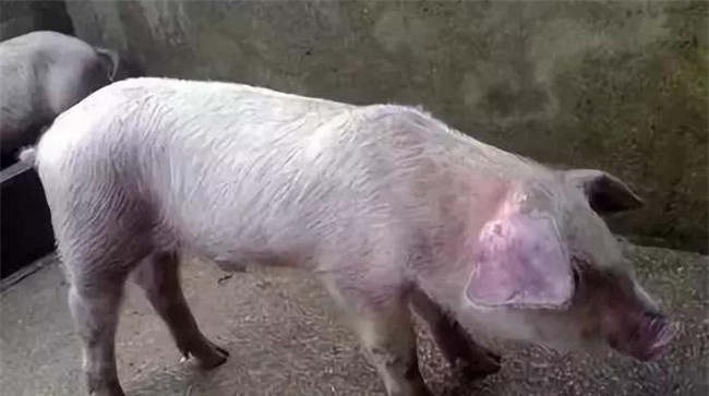 养猪驱虫方法：养猪的三阶段驱虫法