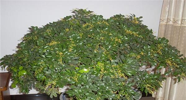 米兰花有毒吗