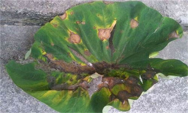 芋头常见病虫害有哪些