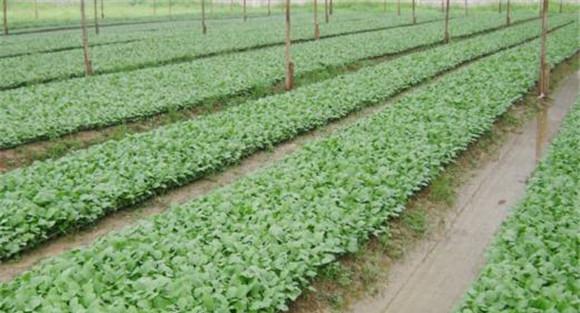 番茄、辣椒和茄子的育苗技术有什么不同之处