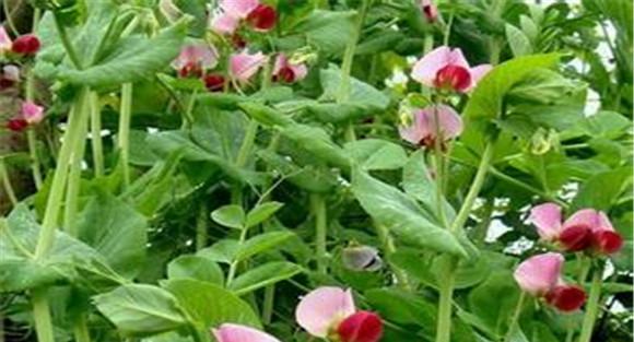 豆荚类蔬菜