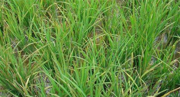 水稻白背飞虱的综合防治方法