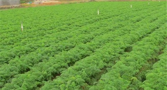 胡萝卜种植方法和技术要求