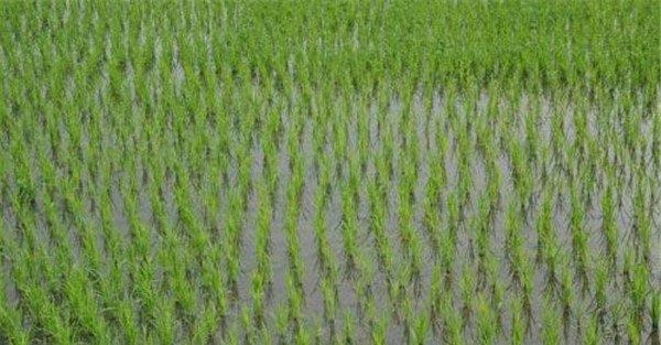 稻秧田和直播田用什么除草剂