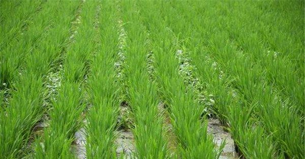 水稻移栽本田用什么除草剂