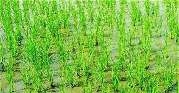 水稻抛秧田用什么除草剂