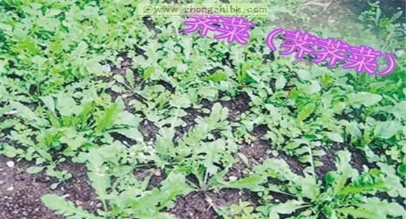 荠菜的功效与作用