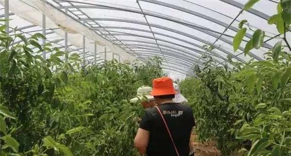 设施栽培条件下，如何提高枣树的结果率