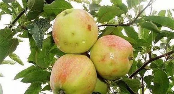 苹果树虫害及其防治方法