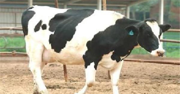 母牛泌乳期