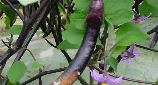 茄子绵疫病是如何发生和为害的