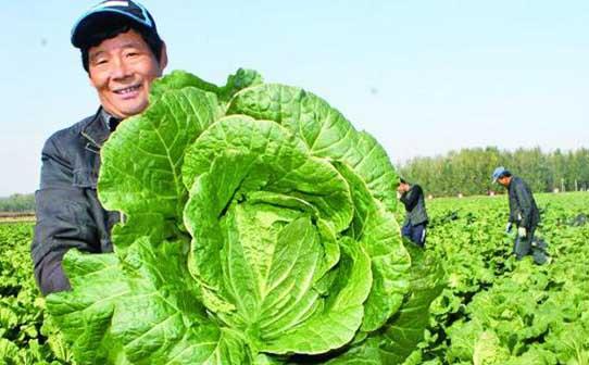 大白菜收获时间