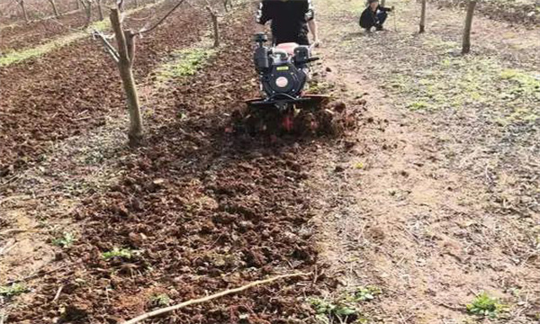 马齿苋芽苗菜如何进行畦地栽培