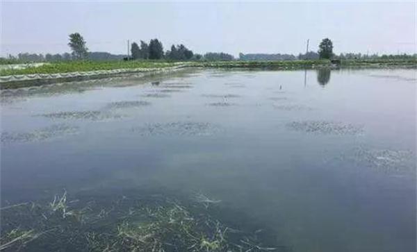 栽种水草，严格管护