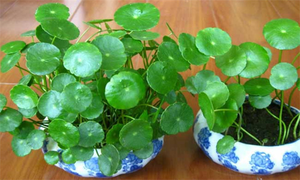 铜钱草繁殖方法