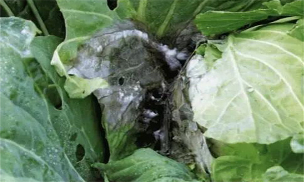 甘蓝菌核病传播规律