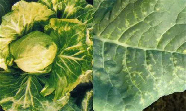 怎样防治甘蓝菌核病