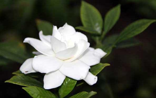 花卉的养殖方法