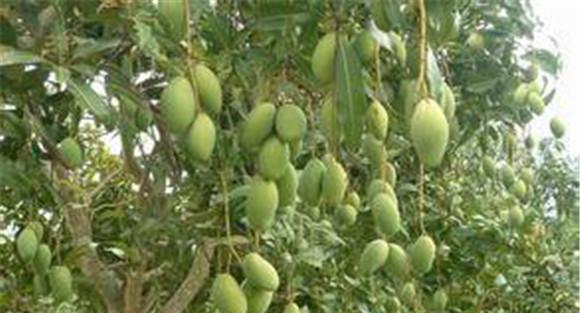 四季芒果栽培方法要点