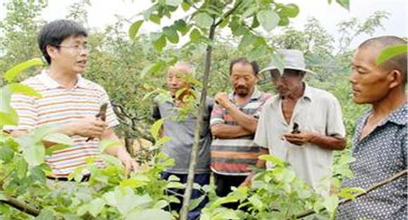 果树夏季管理